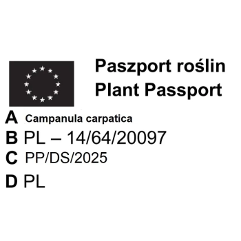 DZWONEK KARPACKI Blaue Clips - sadzonki 10 / 20 cm